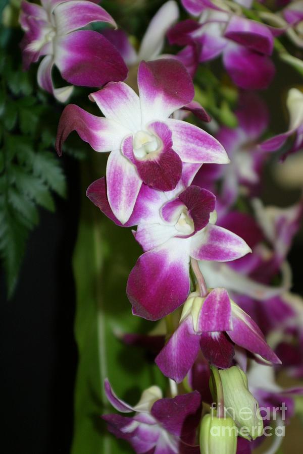 Orchids Photograph - Flowing Fuschia by Living Color Photography Lorraine Lynch