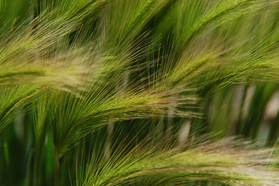 Nature Photograph - Flowing Grasses by Tam Ryan