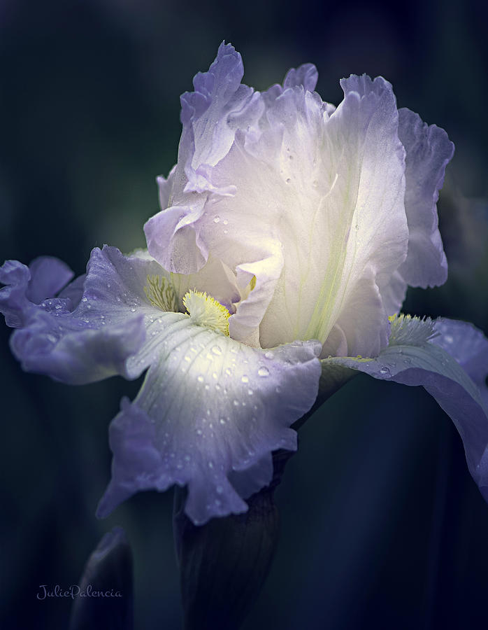 Iris Photograph - Flowing Iris in White by Julie Palencia