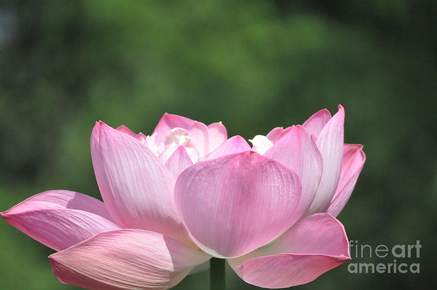 Flowing Lotus Photograph by Nona Kumah
