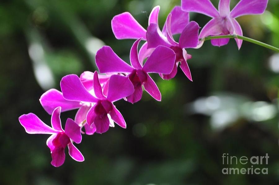 Flowing Orchid Photograph by Nona Kumah