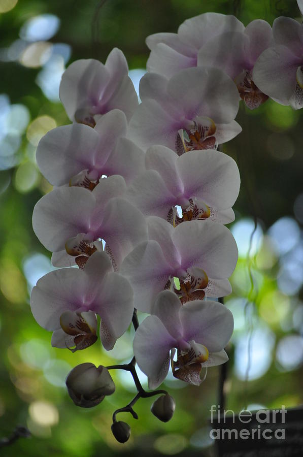 Flowing Orchids Photograph by Nona Kumah