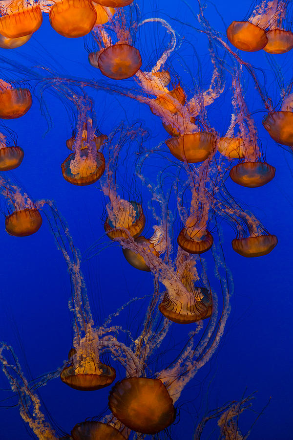 Fish Photograph - Flowing Pacific Sea Nettles 2 by Scott Campbell