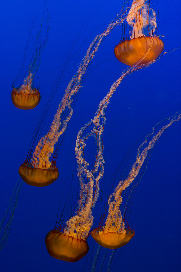 Flowing Pacific Sea Nettles 3 Photograph by Scott Campbell