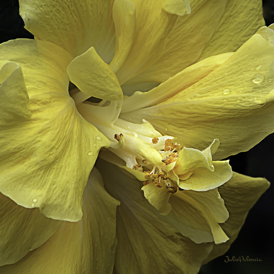 Flowing Petals of the Chinese Hibiscus Photograph by Julie Palencia