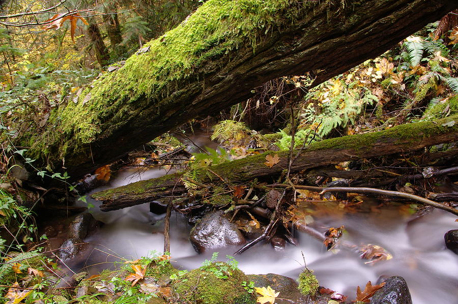 Flowing Under A Log Photograph