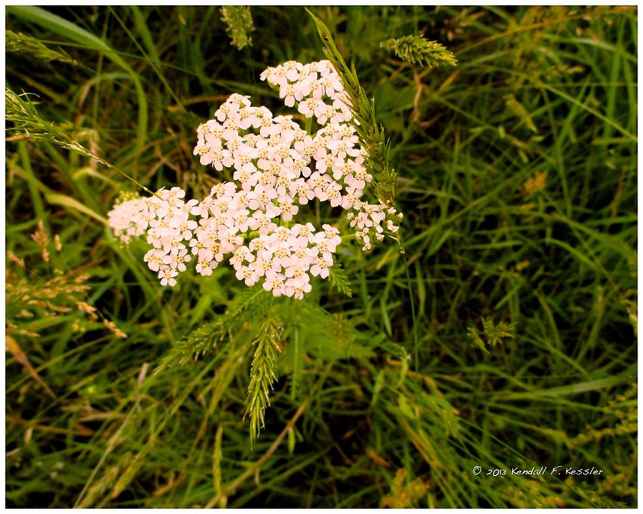 Flowing Yarrow Photograph by Kendall Kessler