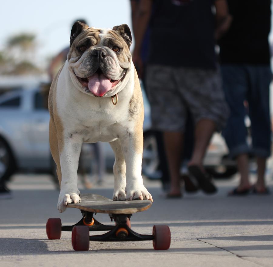 Floyd the Skateboarding Dog Photograph by Nathan Rupert
