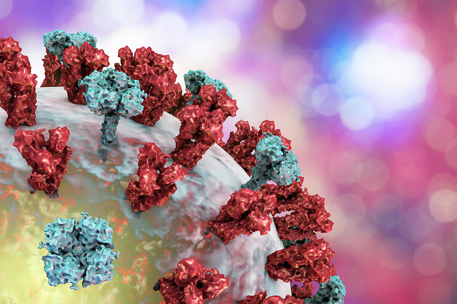 Flu Virus Photograph By Kateryna Kon/science Photo Library | Pixels