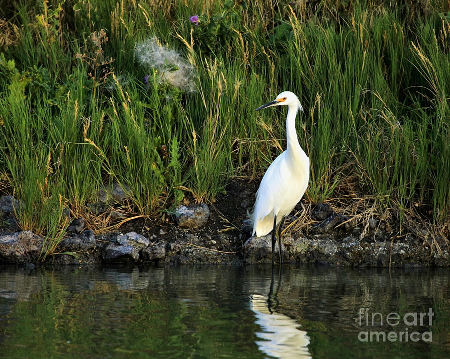Fluff and Egret Photograph by Roxie Crouch