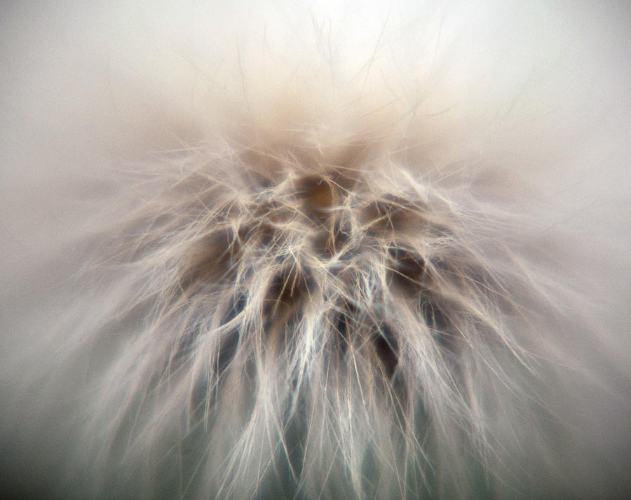 Fluff Photograph by Eric Rundle