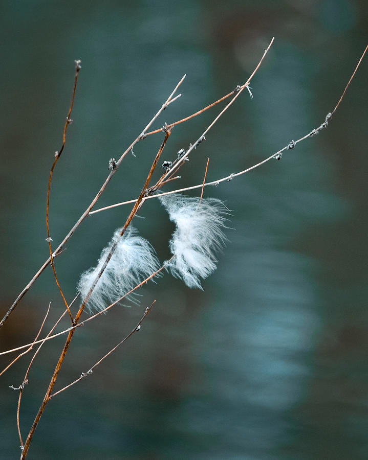 Spring Photograph - Fluff In The Wind by Mary Zeman