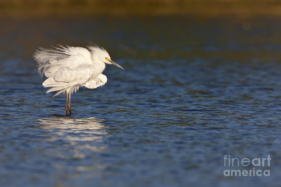 Fluffing up Egret  Photograph by Bryan Keil