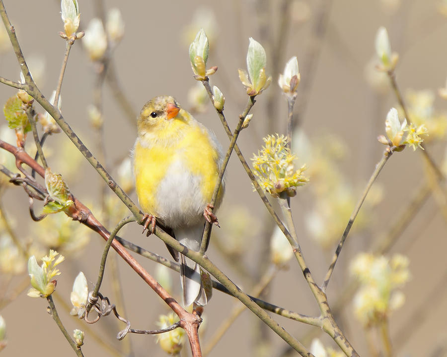 Fluffly Yellow Finch  Photograph by Cindy Archbell