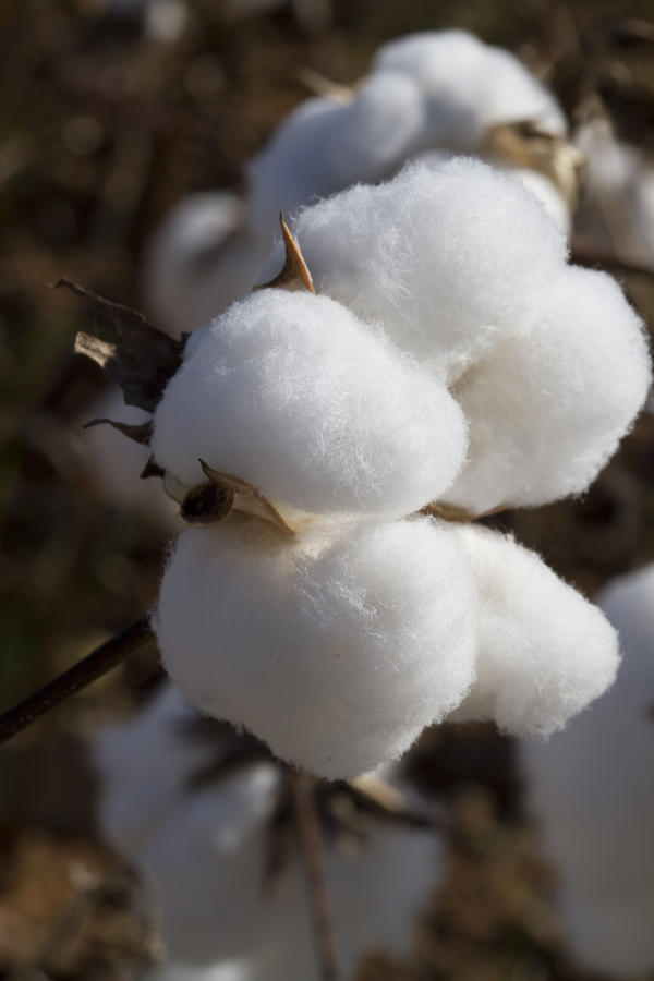 Fluffy Alabama Cotton Boll Photograph by Kathy Clark