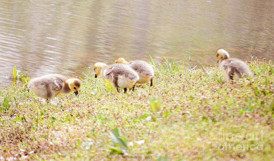 Fluffy Baby Goslings  Photograph by Peggy Franz