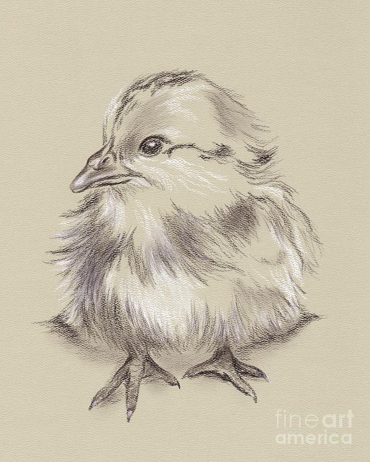 Fluffy Barred Rock Chick Drawing by MM Anderson