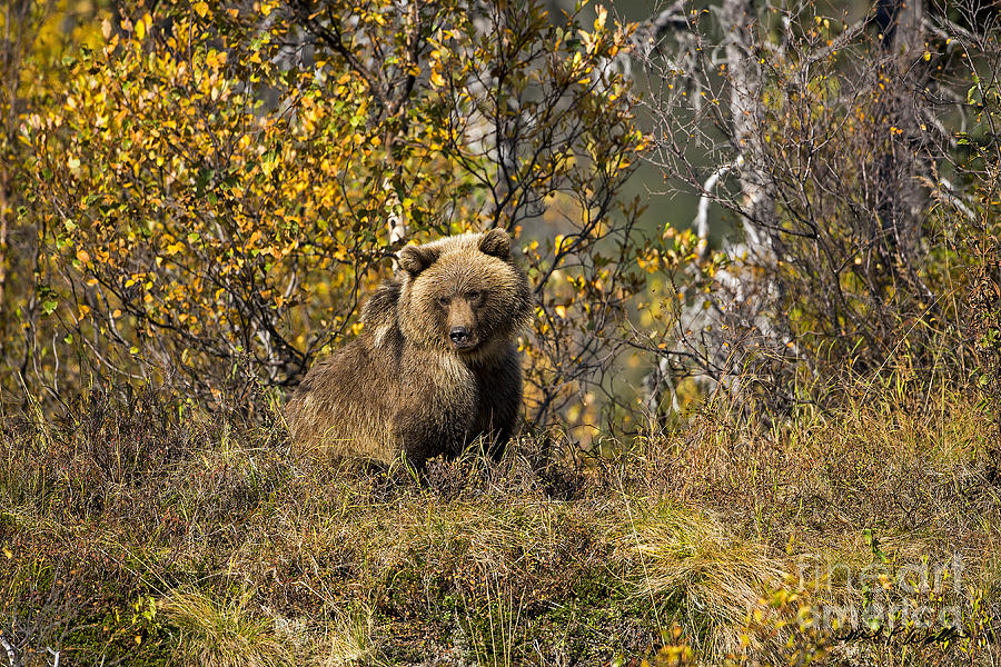 big fluffy bears