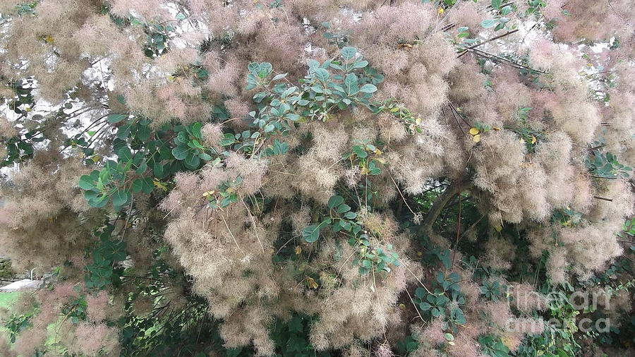 Tree Photograph - Fluffy Blossom by Tracey Williams