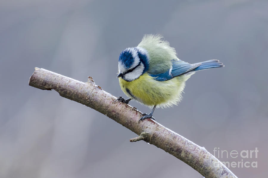 Fluffy blue tit Photograph by Steev Stamford