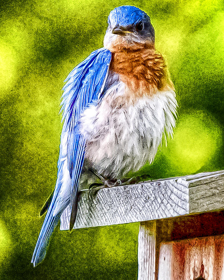 Fluffy Bluebird Photograph