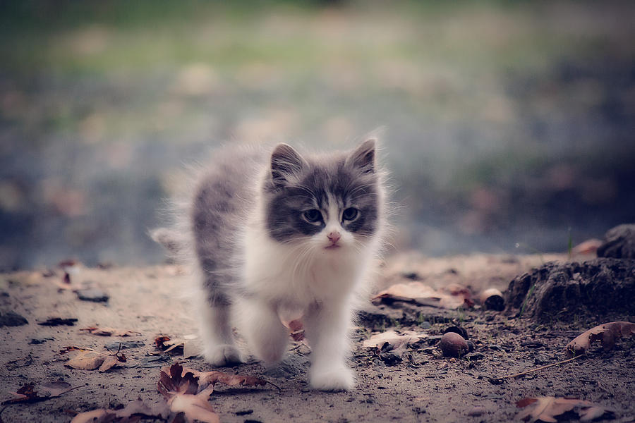 Fluffy Cuteness Photograph by Melanie Lankford Photography