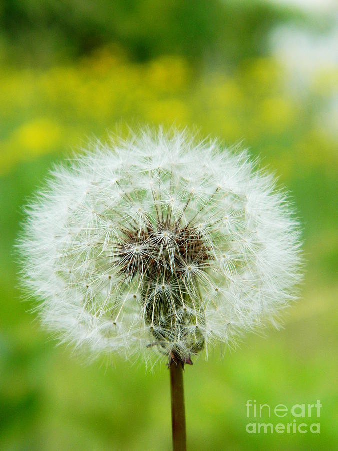 Fluffy dandelion Photograph by Andrea Anderegg