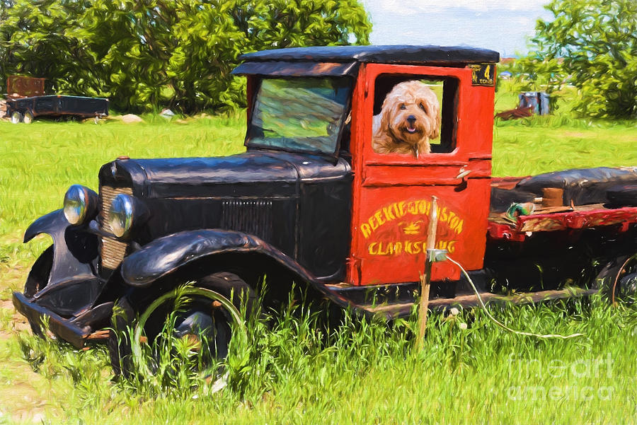 Fluffy dog in an old truck - V2 Photograph by Les Palenik