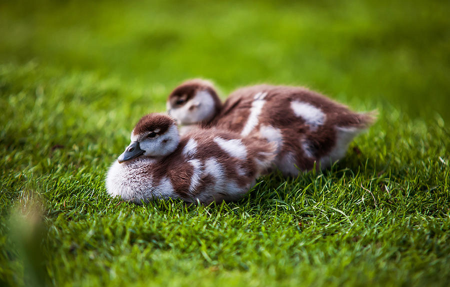 Fluffy Duckies  Photograph by Jenny Rainbow