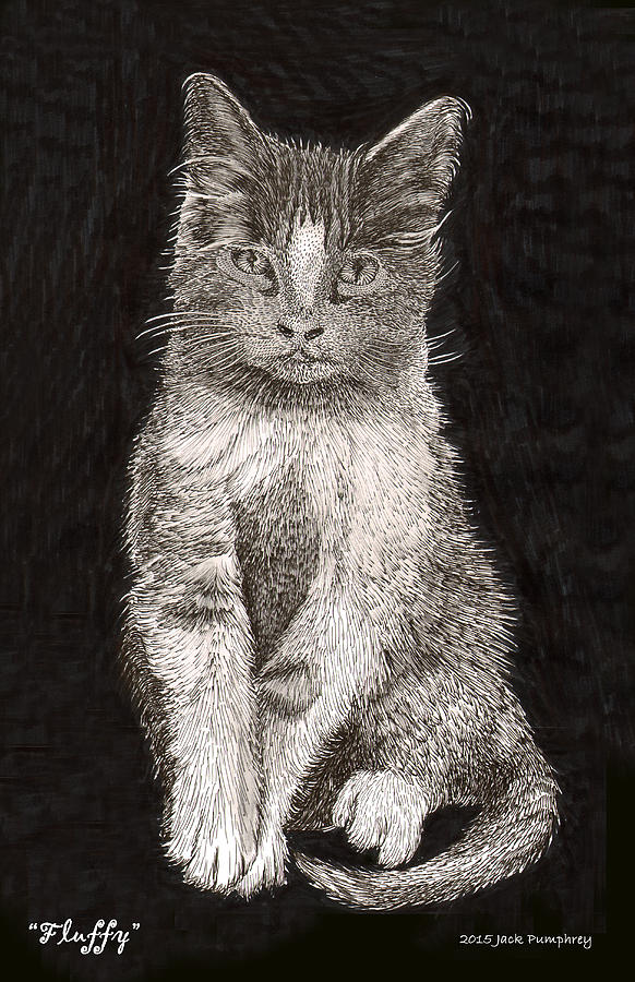 El Gato del flufy Drawing by Jack Pumphrey - Fine Art America