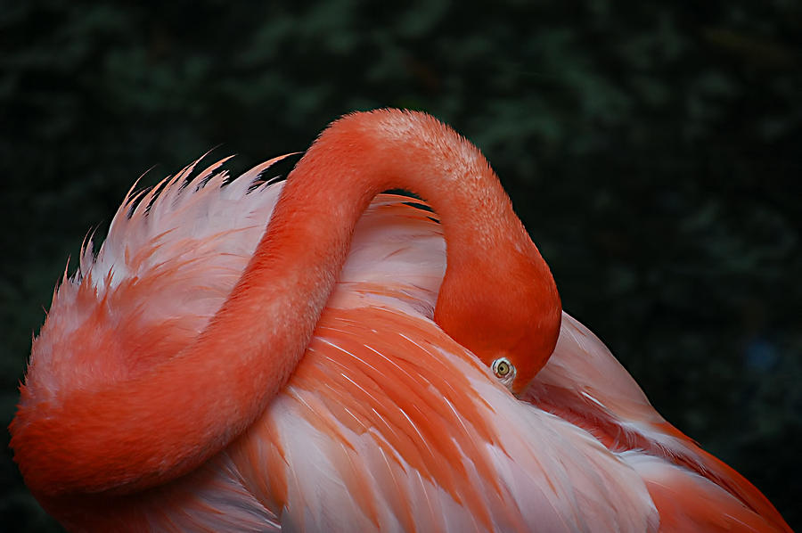 Fluffy Flamingo Photograph by Donna Proctor
