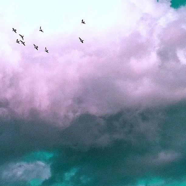 Surreal Photograph - Fluffy Flight by Courtney Haile Surreal Photograph - Fluffy Flight by Courtney Haile