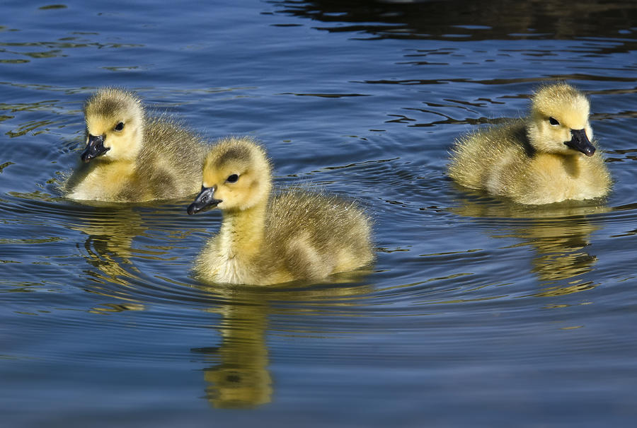 Fluffy Floaters Photograph by Saija Lehtonen - Fine Art America