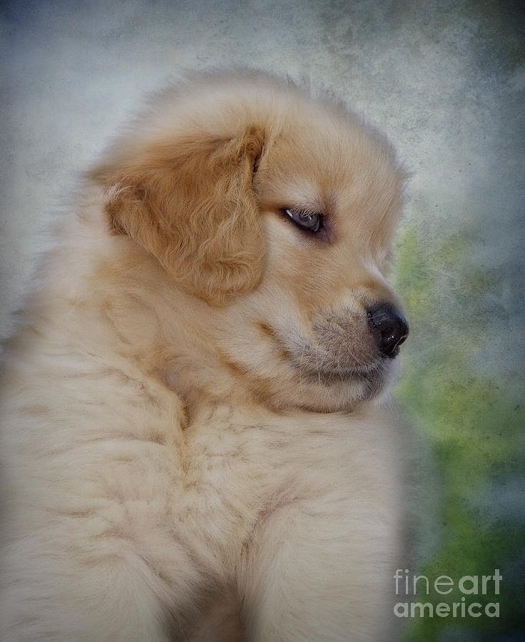 Fluffy Golden Puppy Photograph by Susan Candelario