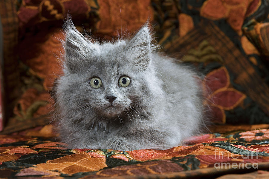 fluffy dark gray kitten