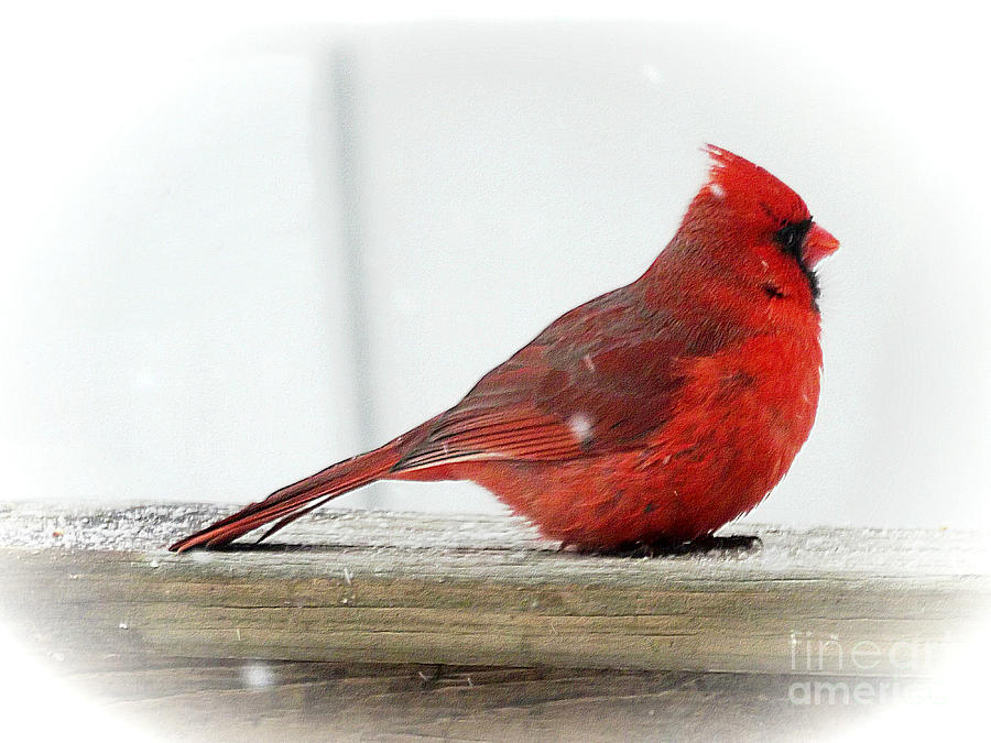 Fluffy Male Cardinal Photograph by Deb Schense