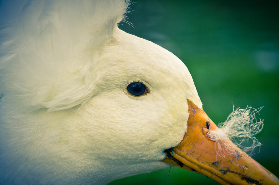 Duck Photograph - Fluffy Nose by Priya Ghose