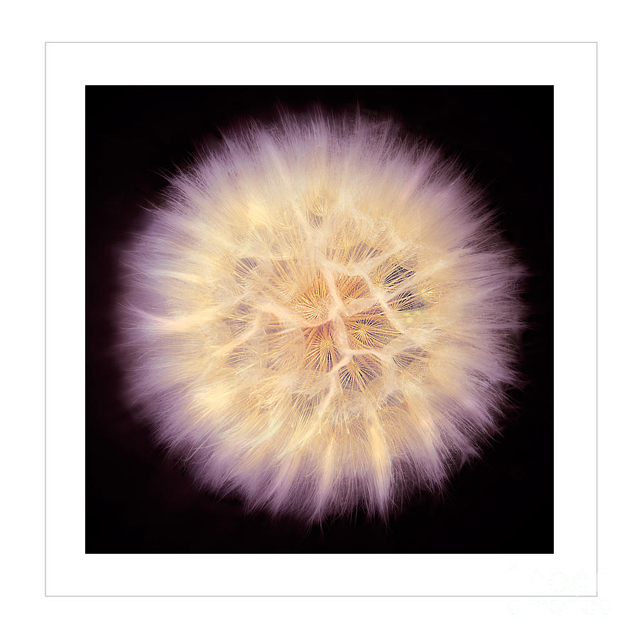 Fluffy Pastel Dandelion Flower Photograph