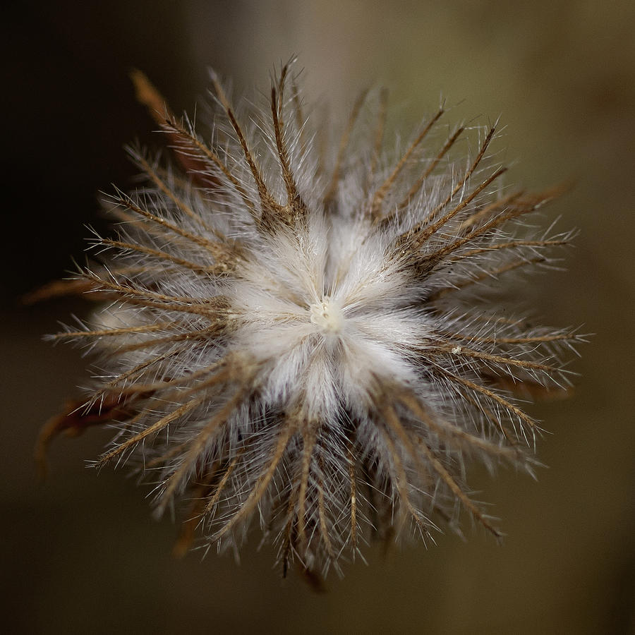 Nature Photograph - Fluffy Pinwheel by Betty Depee