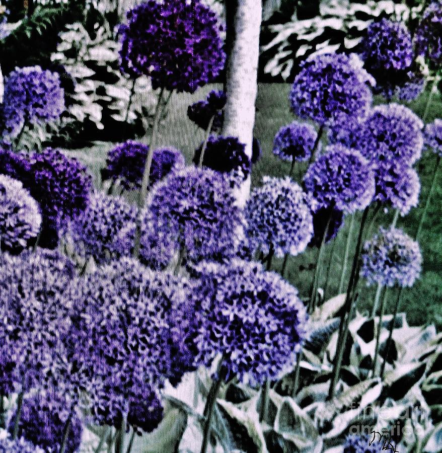 Fluffy  Purple Flowers Photograph by Marsha Heiken