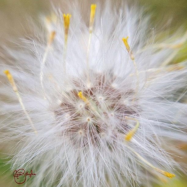 Flower Photograph - Fluffy Seeds by Gina ODonoghue