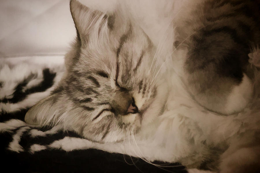 Fluffy Sleeping Cat Digital Art by Photographic Art by Russel Ray Photos