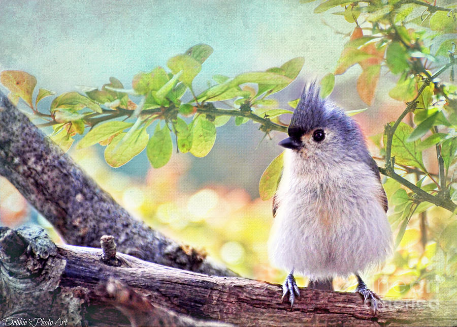 Fluffy Tufted Titmouse Photograph by Debbie Portwood