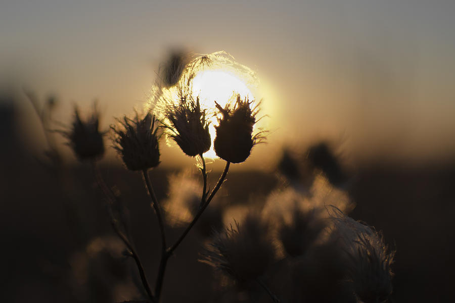Fluffy Weed At Sunset Photograph by Vlad Baciu