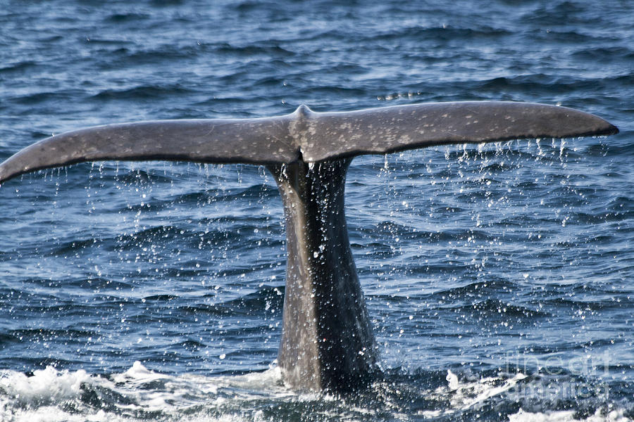 Flukes of a Sperm Whale 2 Photograph by Heiko Koehrer-Wagner