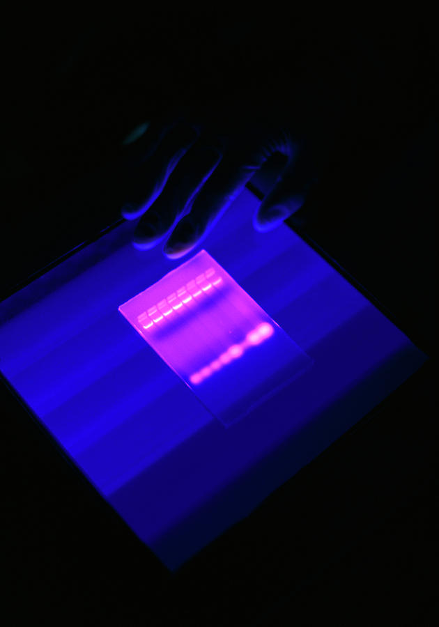 Tomato Photograph - Fluorescent Bands On A Dna Autoradiogram by Chris Knapton/science Photo Library