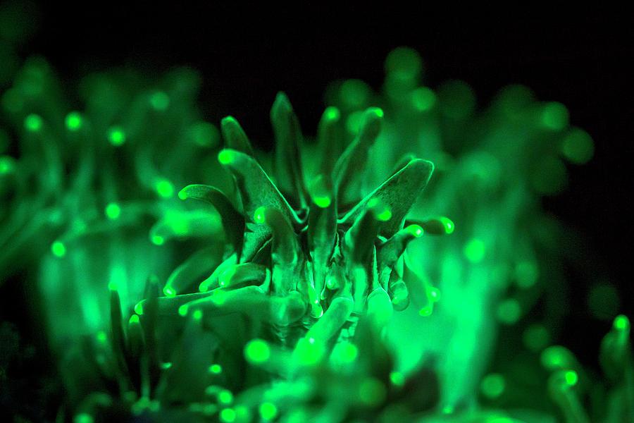 Fluorescent Coral Photograph by Ethan Daniels