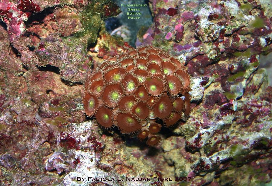 Fluorescent Green Button Polyp Coral Photograph by Fabiola L Nadjar Fiore