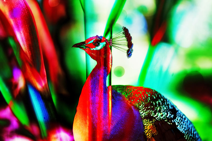 Fluorescent Paradise Bird Photograph by Jenny Rainbow