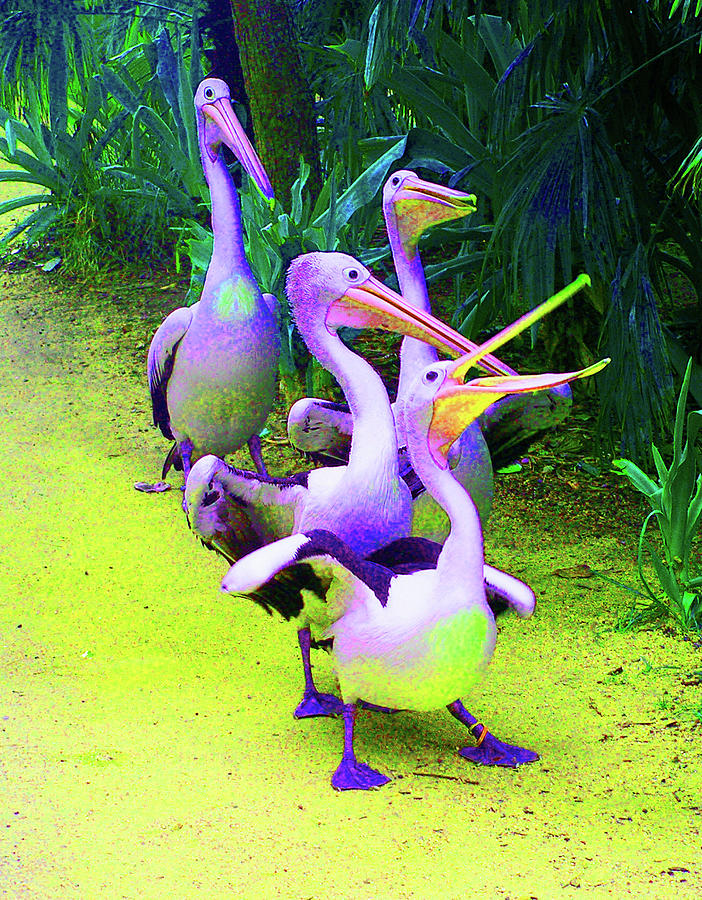 Pelican Photograph - Fluorescent Pelicans by Margaret Saheed